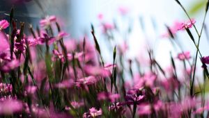 Preview wallpaper wildflowers, blur, field