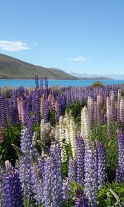 Preview wallpaper wildflowers, field, mountain