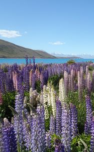 Preview wallpaper wildflowers, field, mountain