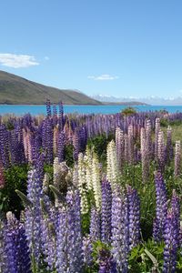 Preview wallpaper wildflowers, field, mountain