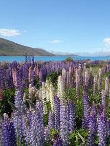 Preview wallpaper wildflowers, field, mountain