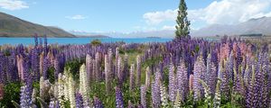 Preview wallpaper wildflowers, field, mountain