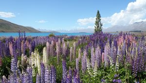 Preview wallpaper wildflowers, field, mountain