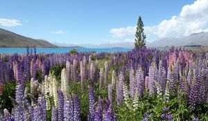 Preview wallpaper wildflowers, field, mountain