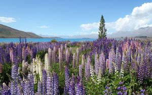 Preview wallpaper wildflowers, field, mountain