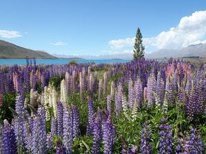 Preview wallpaper wildflowers, field, mountain