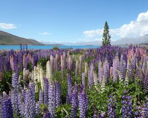 Preview wallpaper wildflowers, field, mountain