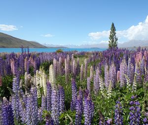 Preview wallpaper wildflowers, field, mountain