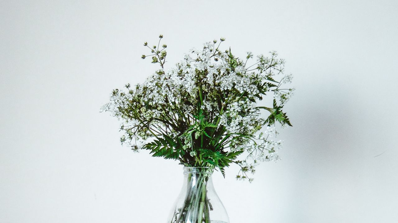 Wallpaper wildflowers, flowers, bouquet, minimalism, white