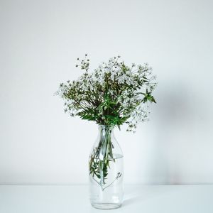 Preview wallpaper wildflowers, flowers, bouquet, minimalism, white