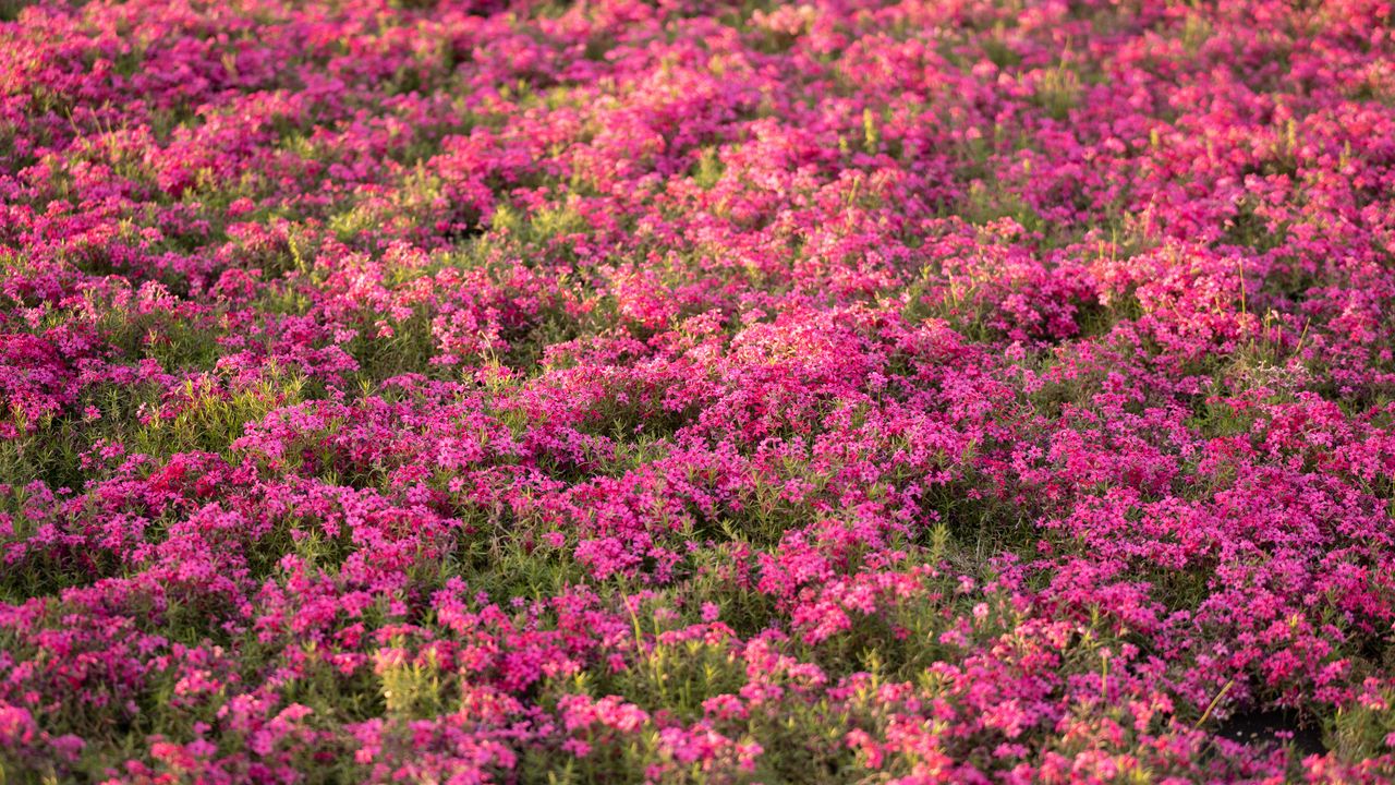 Wallpaper wildflowers, flowers, field, pink