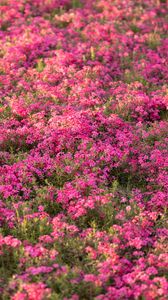 Preview wallpaper wildflowers, flowers, field, pink