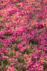 Preview wallpaper wildflowers, flowers, field, pink