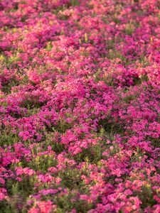 Preview wallpaper wildflowers, flowers, field, pink