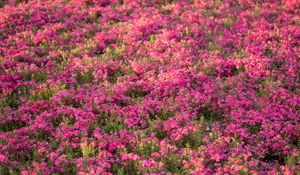 Preview wallpaper wildflowers, flowers, field, pink