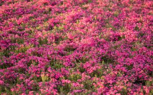 Preview wallpaper wildflowers, flowers, field, pink