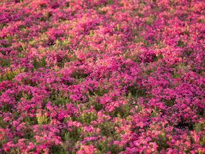 Preview wallpaper wildflowers, flowers, field, pink