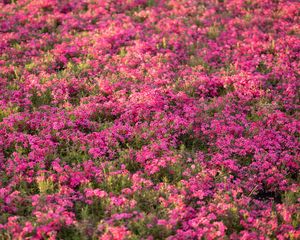 Preview wallpaper wildflowers, flowers, field, pink