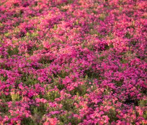 Preview wallpaper wildflowers, flowers, field, pink