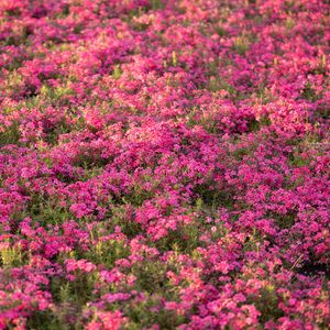 Preview wallpaper wildflowers, flowers, field, pink