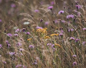 Preview wallpaper wildflowers, flowers, plants, nature