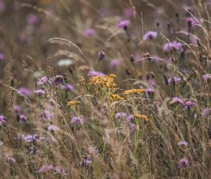 Preview wallpaper wildflowers, flowers, plants, nature