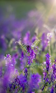Preview wallpaper wildflowers, flowers, purple, blur
