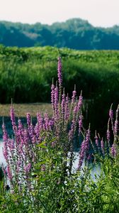 Preview wallpaper wildflowers, pond, grass, landscape, nature