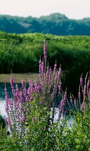 Preview wallpaper wildflowers, pond, grass, landscape, nature