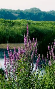 Preview wallpaper wildflowers, pond, grass, landscape, nature