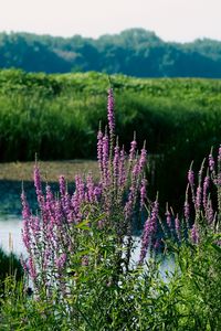 Preview wallpaper wildflowers, pond, grass, landscape, nature