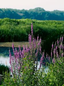 Preview wallpaper wildflowers, pond, grass, landscape, nature