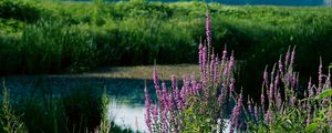 Preview wallpaper wildflowers, pond, grass, landscape, nature