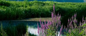 Preview wallpaper wildflowers, pond, grass, landscape, nature