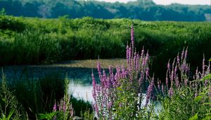 Preview wallpaper wildflowers, pond, grass, landscape, nature