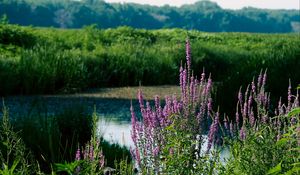 Preview wallpaper wildflowers, pond, grass, landscape, nature