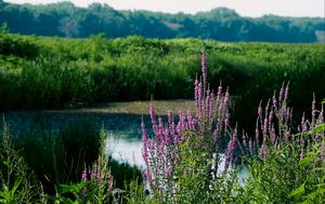 Preview wallpaper wildflowers, pond, grass, landscape, nature