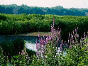 Preview wallpaper wildflowers, pond, grass, landscape, nature