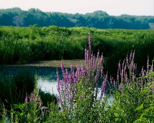 Preview wallpaper wildflowers, pond, grass, landscape, nature