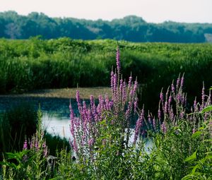 Preview wallpaper wildflowers, pond, grass, landscape, nature