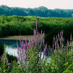 Preview wallpaper wildflowers, pond, grass, landscape, nature