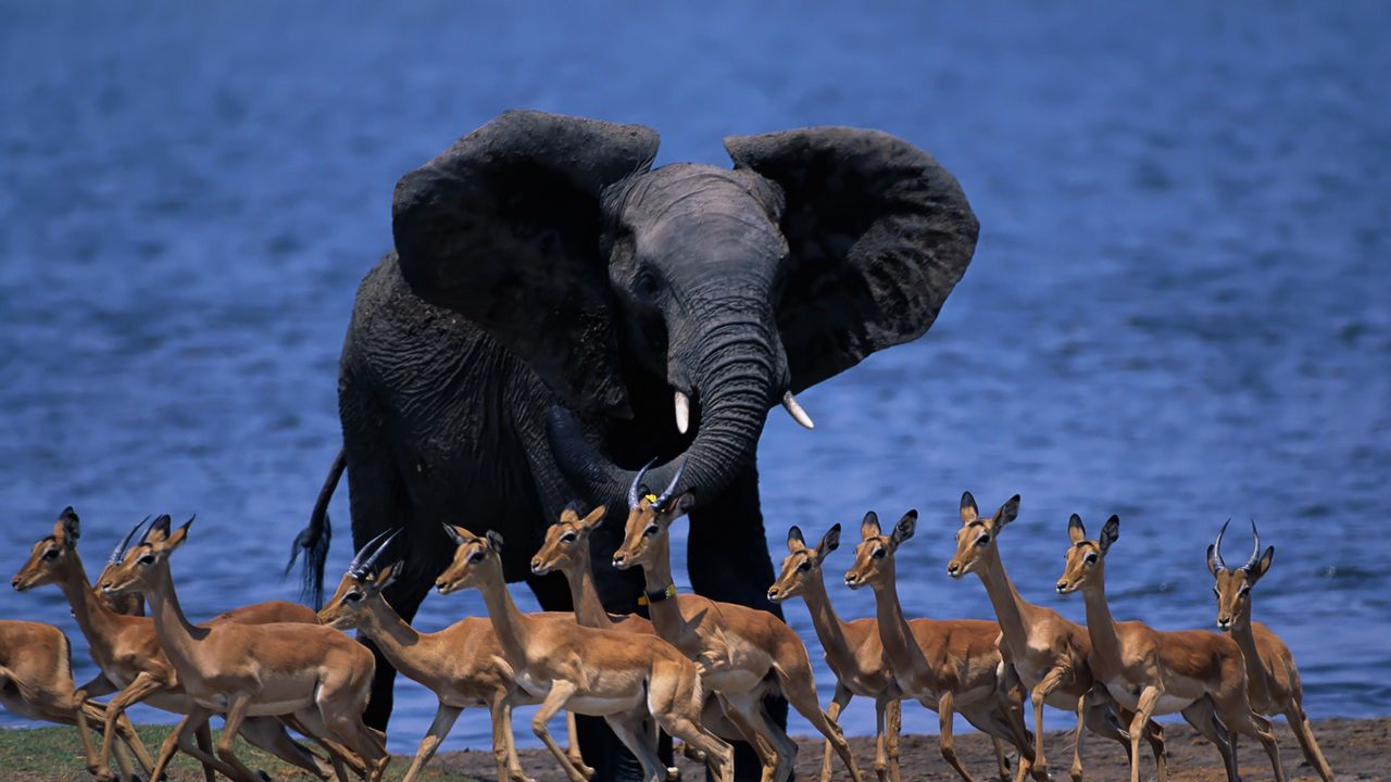 Wallpaper wildlife africa, elephant, duiker, pygmy antelope, run