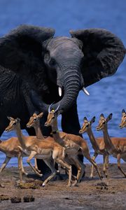 Preview wallpaper wildlife africa, elephant, duiker, pygmy antelope, run