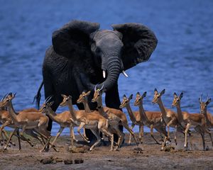 Preview wallpaper wildlife africa, elephant, duiker, pygmy antelope, run