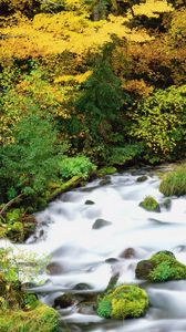 Preview wallpaper willamette national forest, oregon, wood, trees, autumn, river, stones