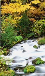 Preview wallpaper willamette national forest, oregon, wood, trees, autumn, river, stones