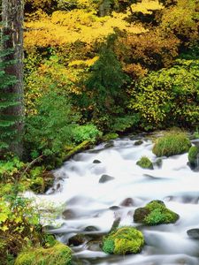 Preview wallpaper willamette national forest, oregon, wood, trees, autumn, river, stones