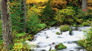 Preview wallpaper willamette national forest, oregon, wood, trees, autumn, river, stones