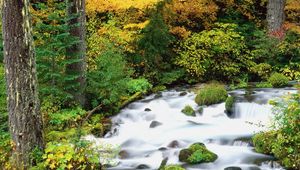 Preview wallpaper willamette national forest, oregon, wood, trees, autumn, river, stones