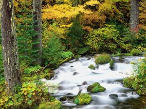 Preview wallpaper willamette national forest, oregon, wood, trees, autumn, river, stones